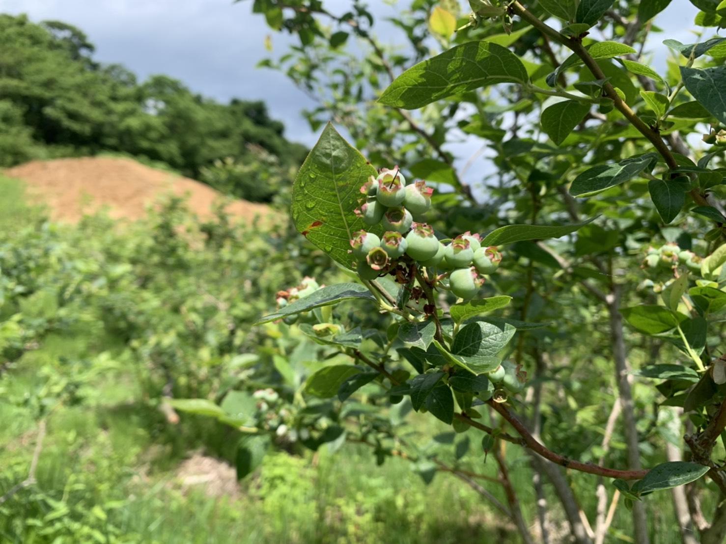 来園希望のお客様へ（重要）