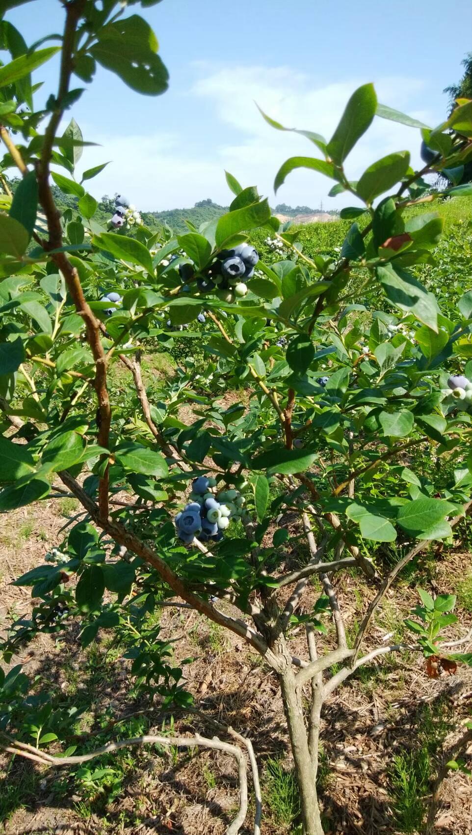 高橋ブルーベリーつみとり園